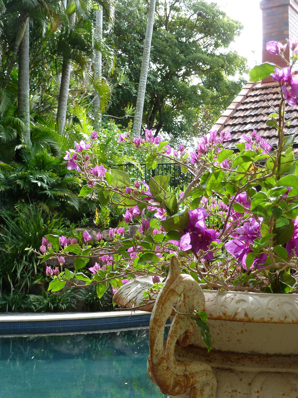 clayfield formal garden pool landscaping with bambino bougainvillea potplant