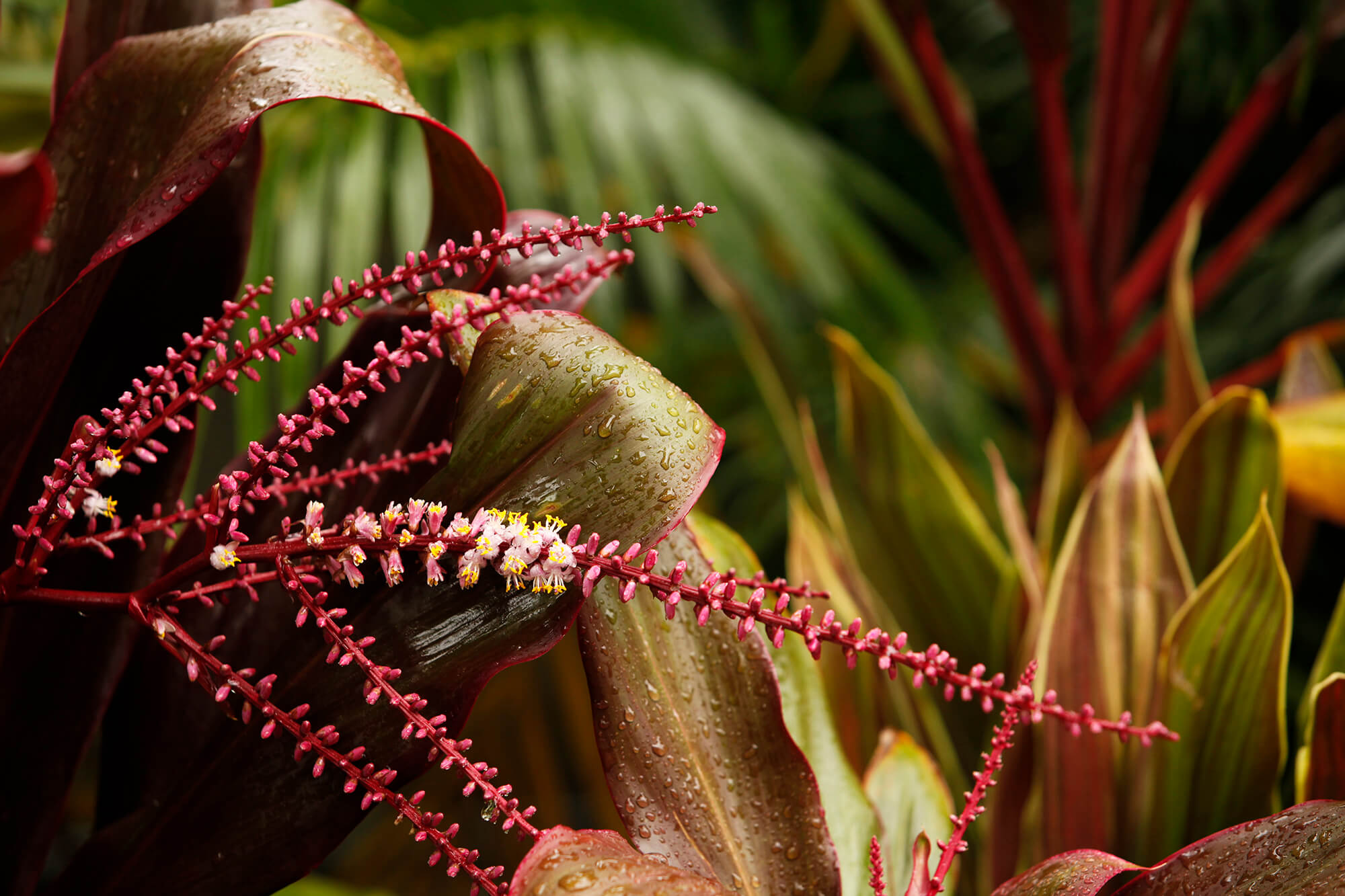 coorparoo tropical foliage