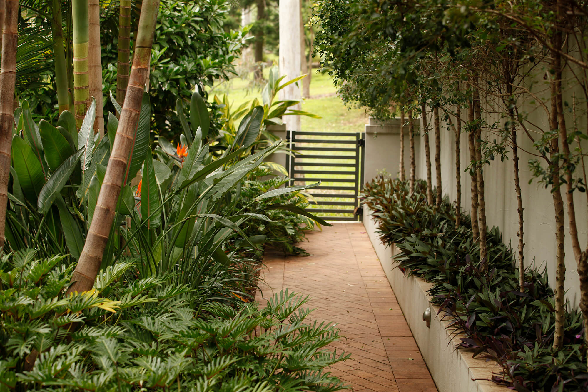 coorparoo tropical landscaped walkway