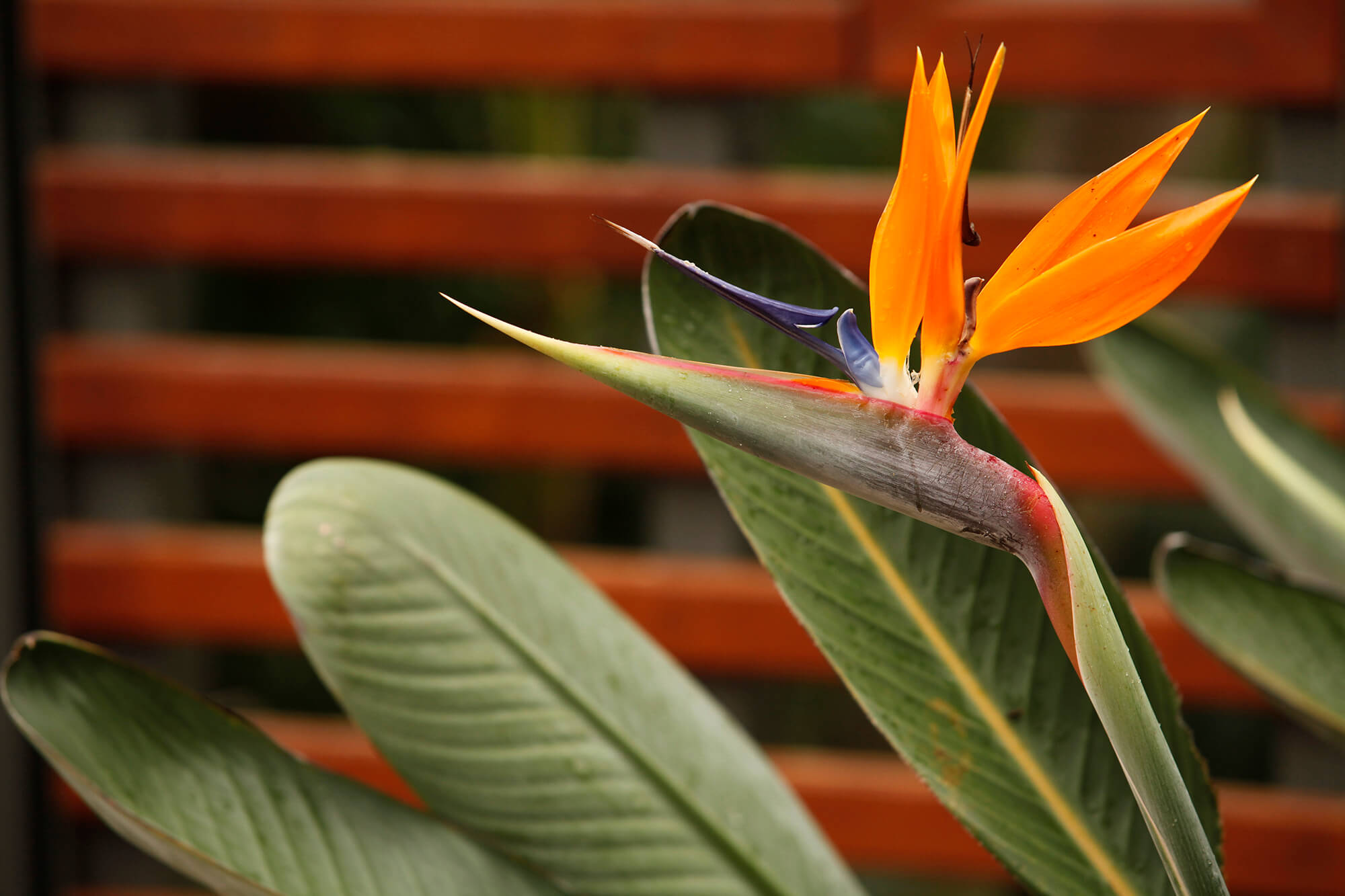 coorparoo tropical bird of paradise