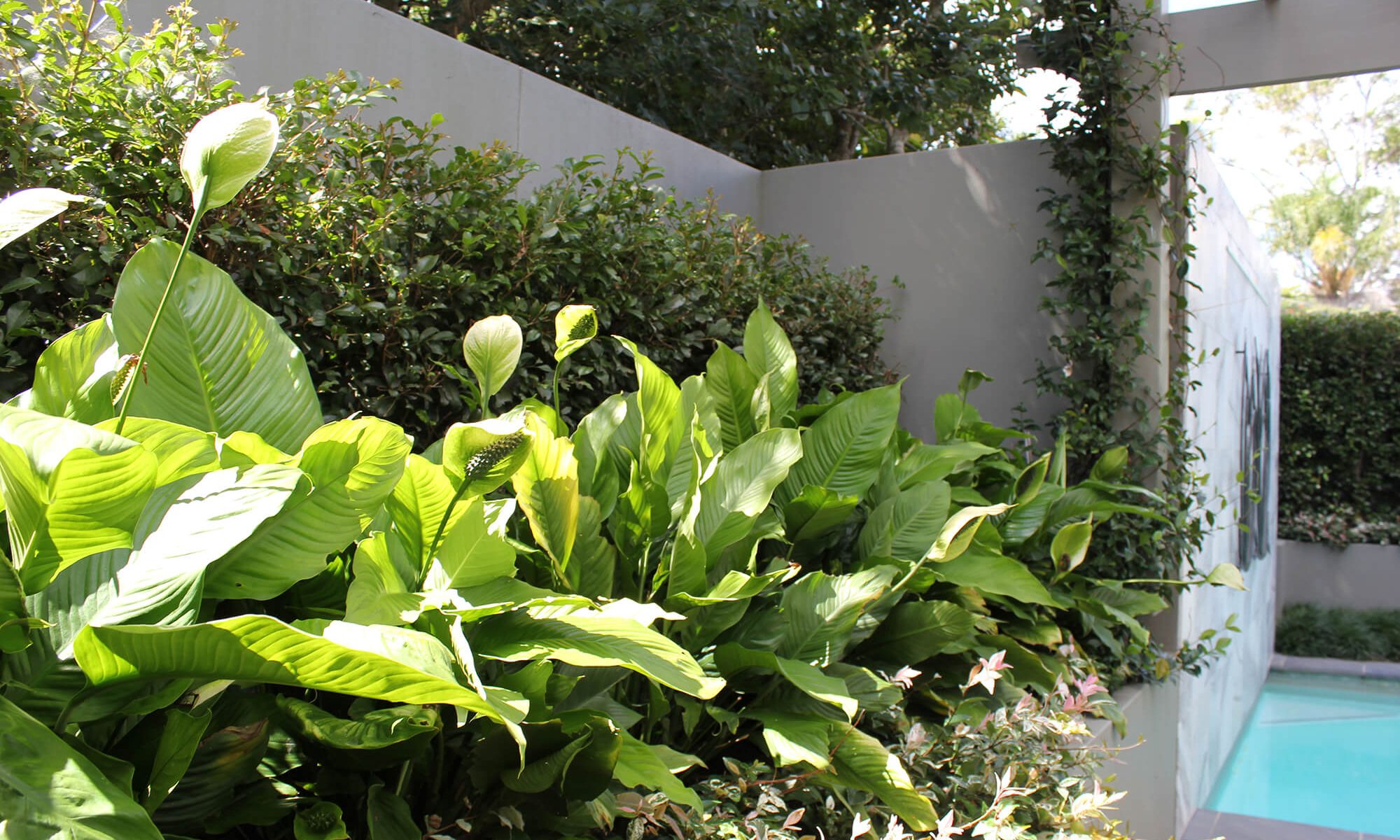 taringa pool garden hedging