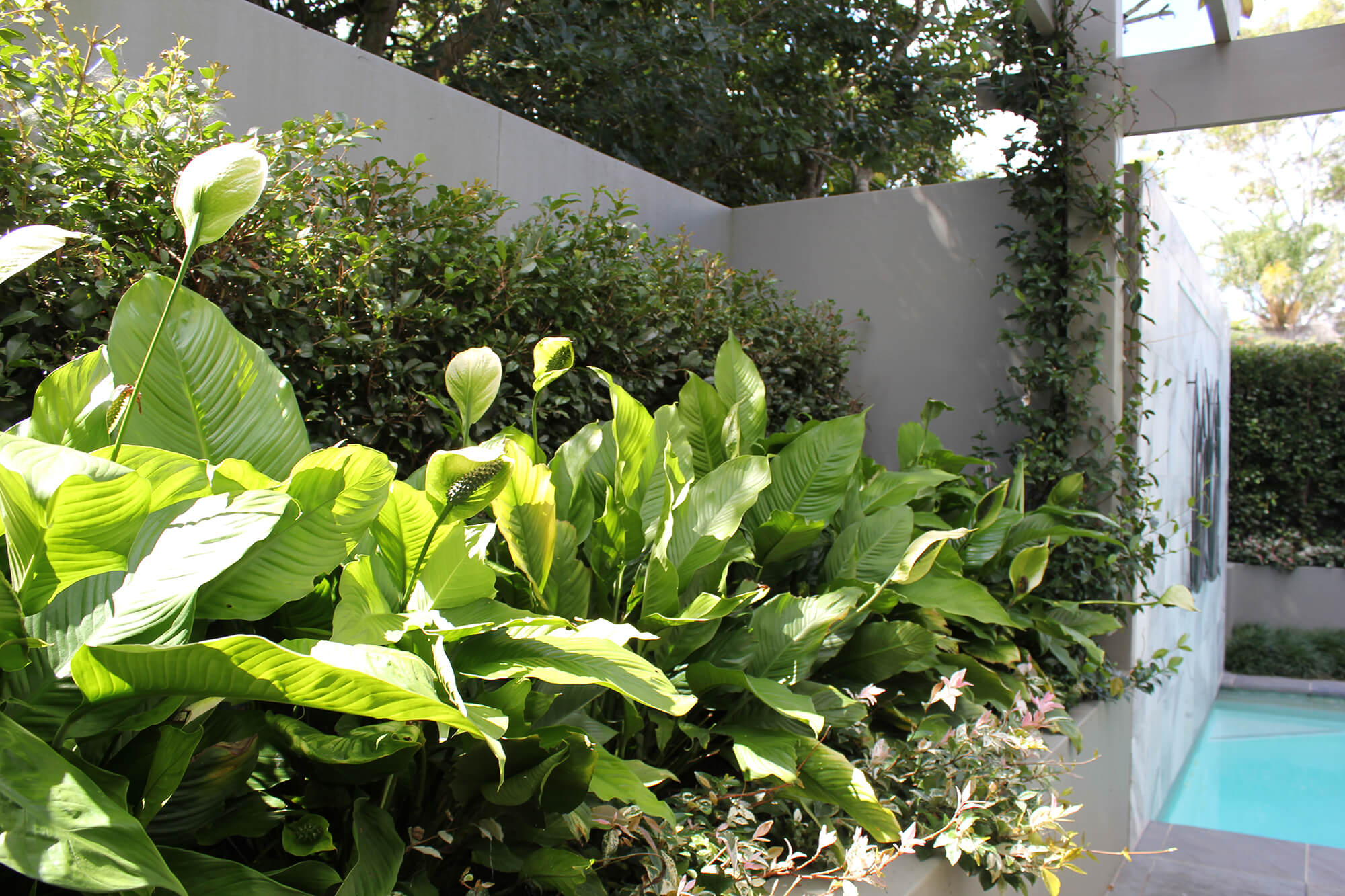 taringa pool garden hedging