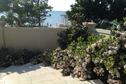 redcliffe beachfront rhaphiolepis landscaping and sandstone paving