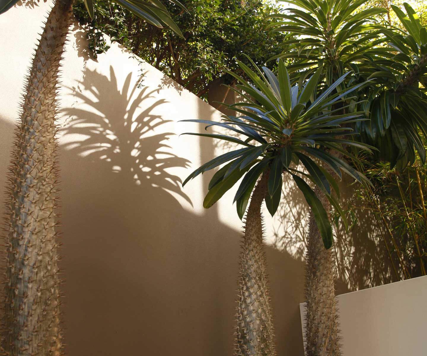 succulent cactus terraced garden