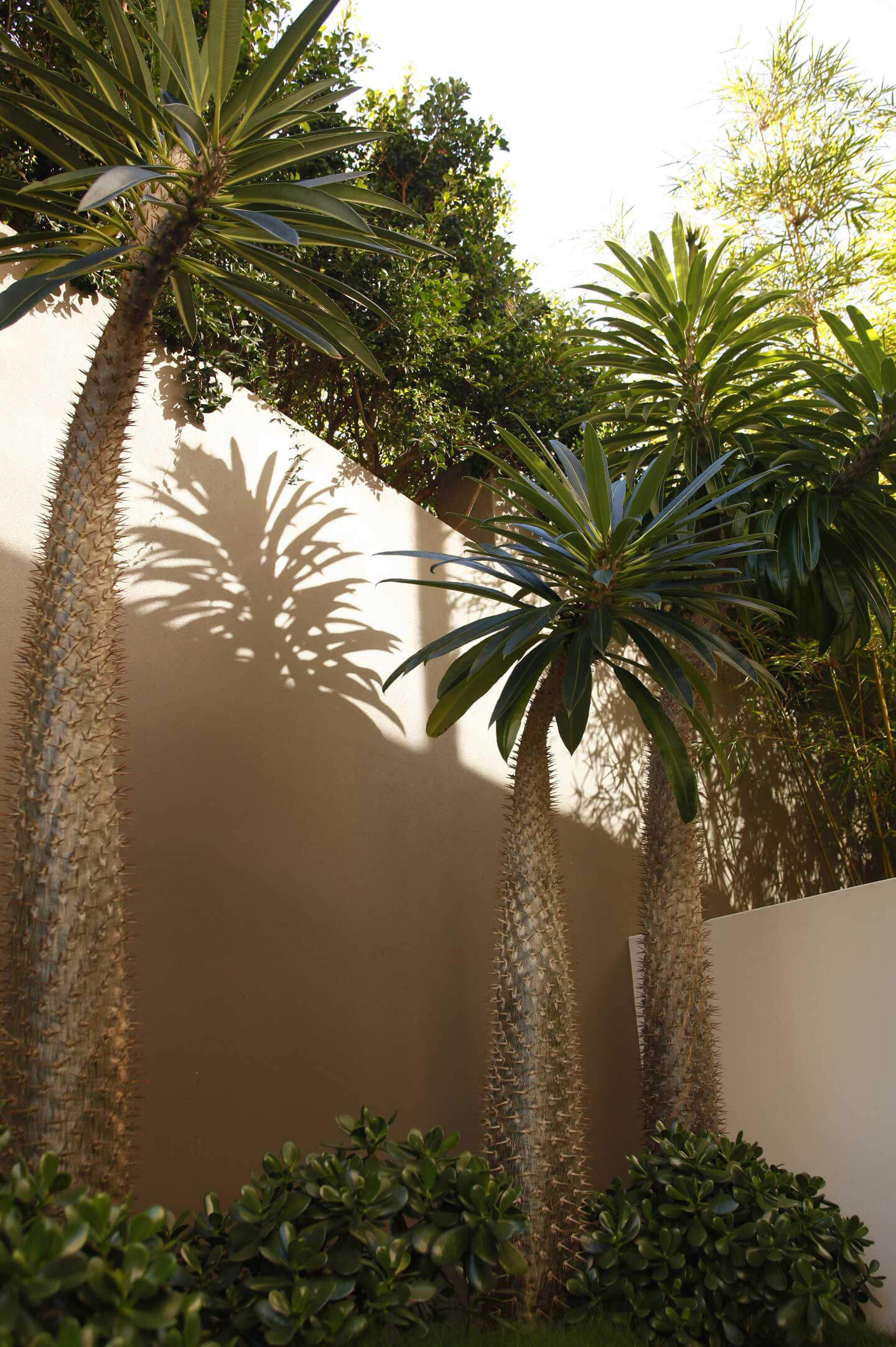 succulent cactus terraced garden
