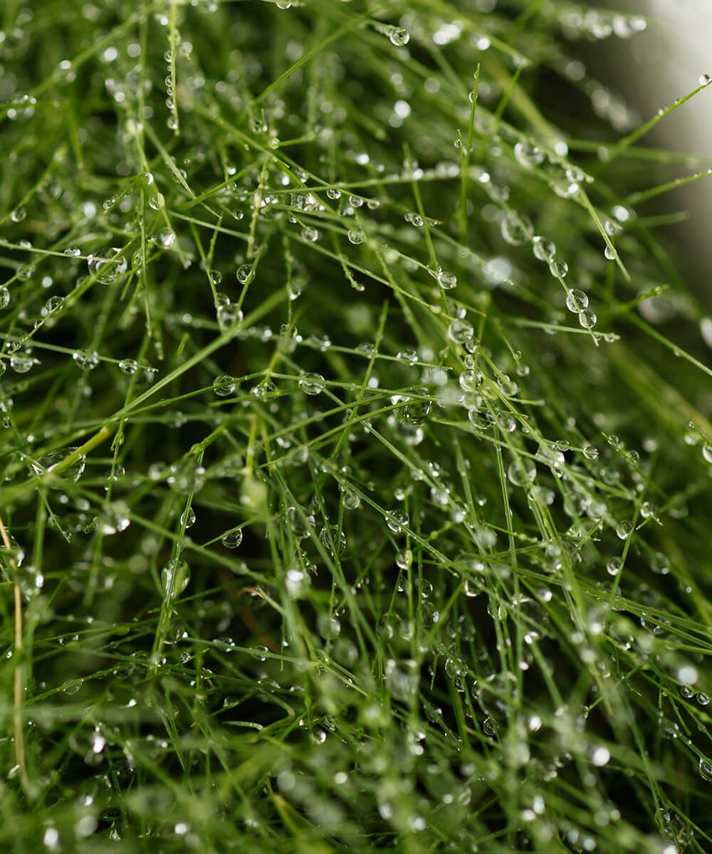 irrigation water droplets