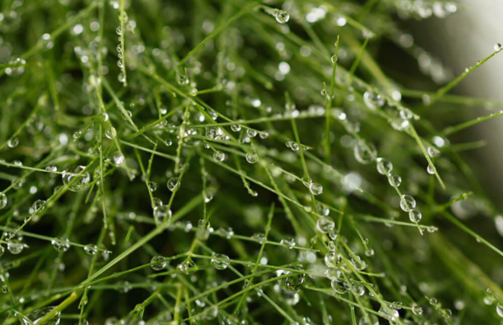 irrigation water droplets