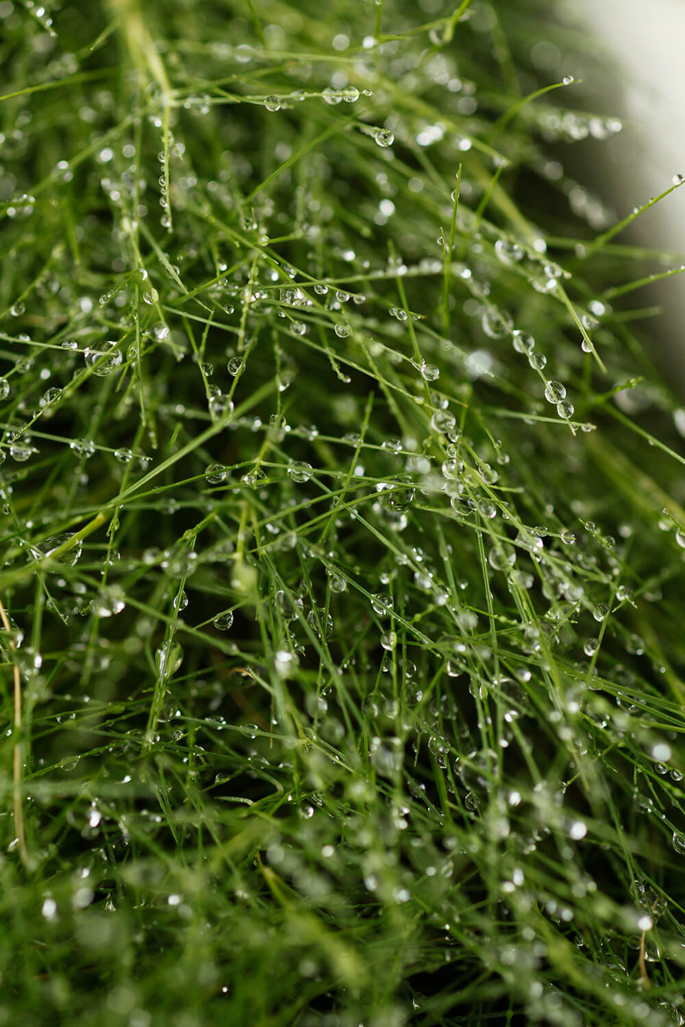 irrigation water droplets