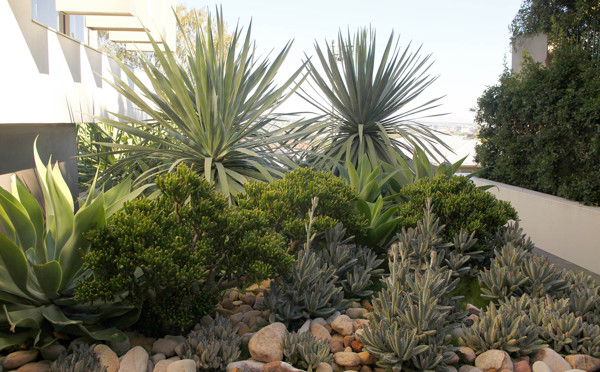 succulent garden with agave, panda plant, dragontree and decorative rocks