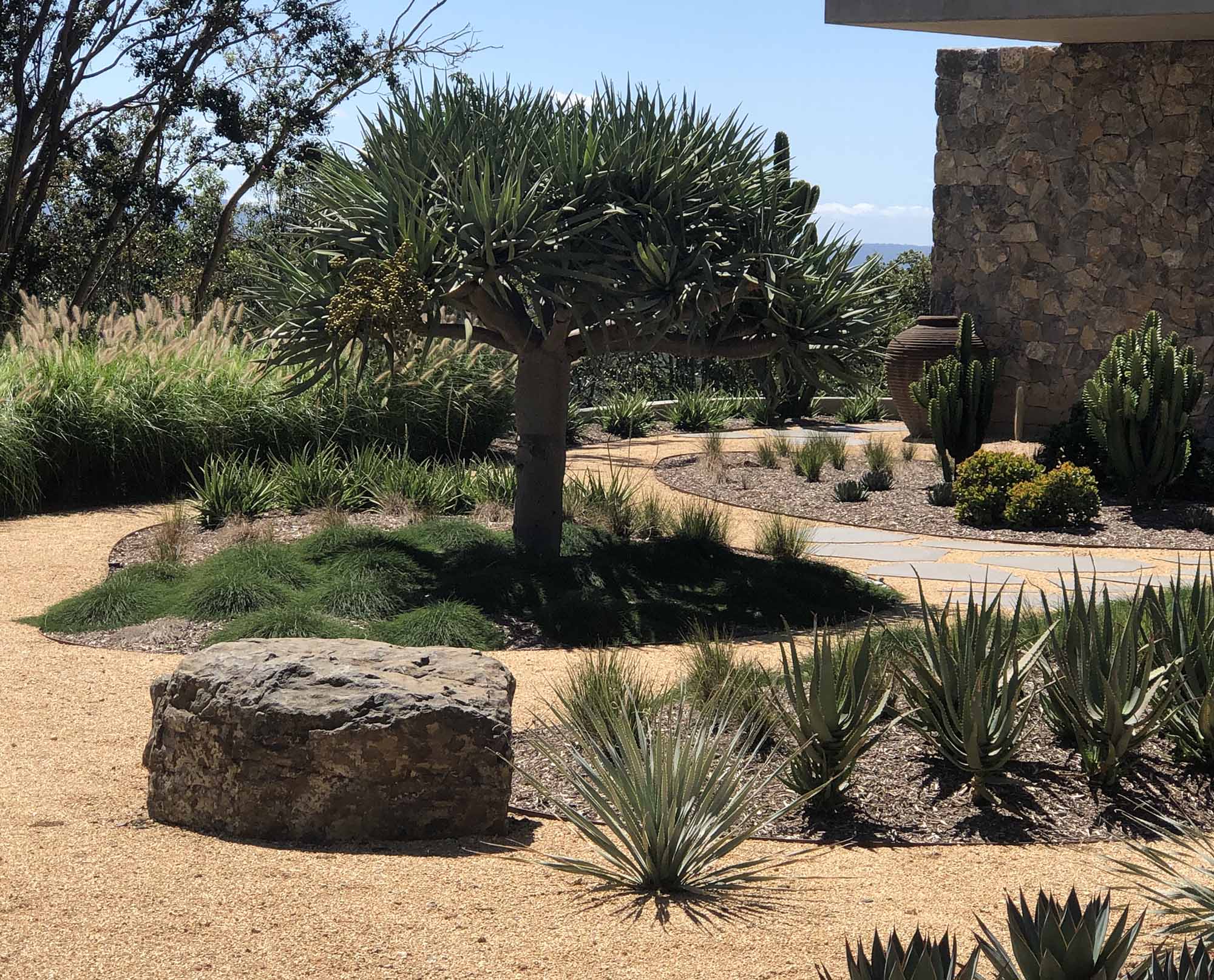 Arid landscape design with oversized feature rock and dracaena draco dragon tree feature tree